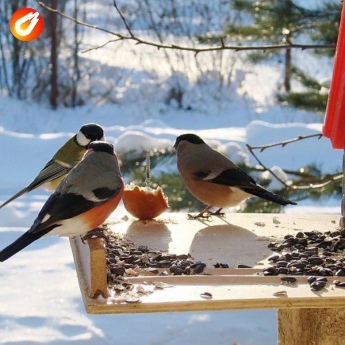 В Подмосковье стартовала ежегодная экологическая акция «Покорми птиц»