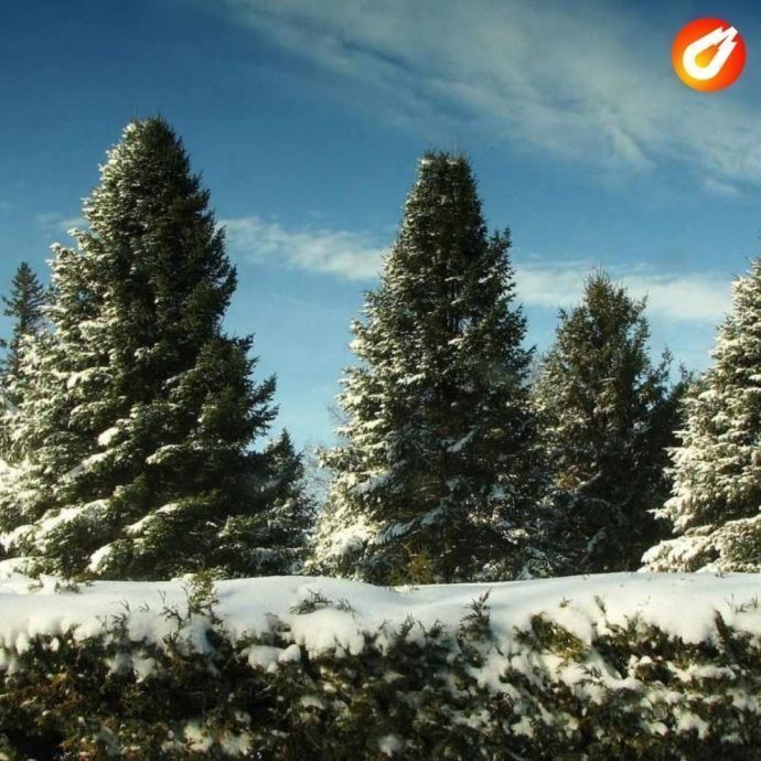 С 15 декабря в лесных угодьях Московской области развернётся спецоперация «Елочка»