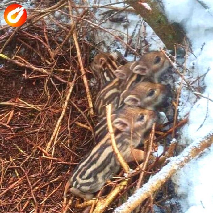 В Истринском лесничестве обнаружили детенышей дикого полосатого кабана