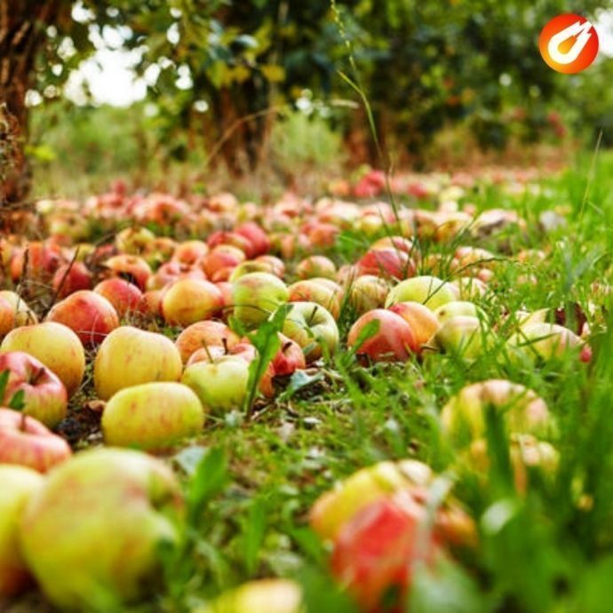 Истринские садоводы отправили на переработку более 50 кубометров яблок