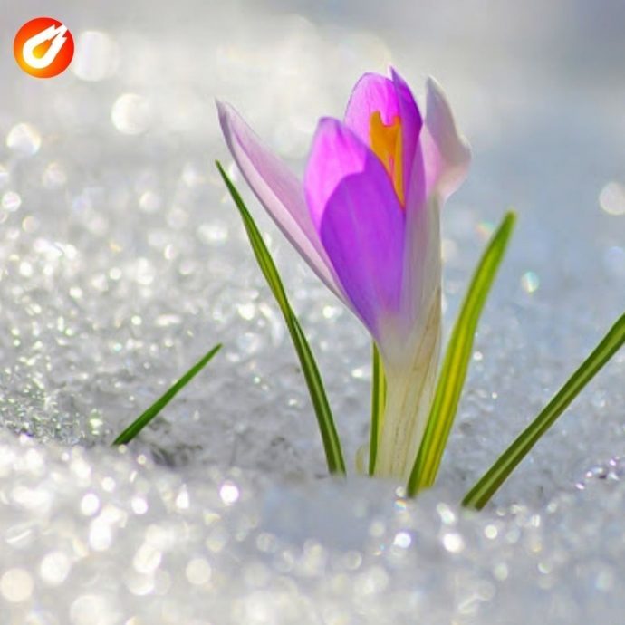 МБУ «ДОДХИБИМР» продолжает подготовку клумб и цветников к осенне-зимнему периоду