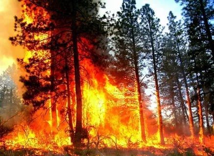 На лесных территориях Подмосковья 14 июля ожидается I класс пожарной опасности