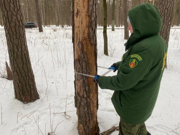 Сотрудники Истринского лесничества продолжают работы по отводу аварийных деревьев