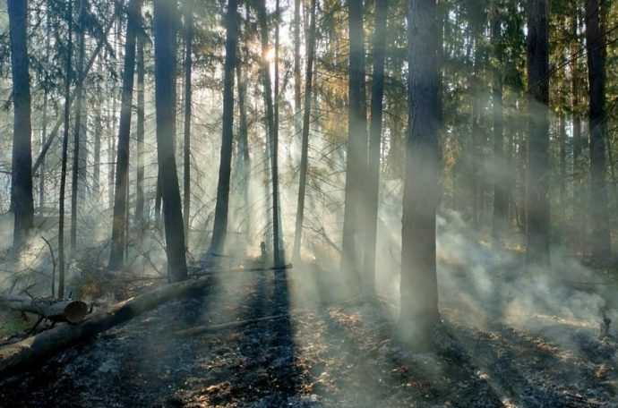 Восемь лесных пожаров ликвидировали в Подмосковье за последние дни сентября