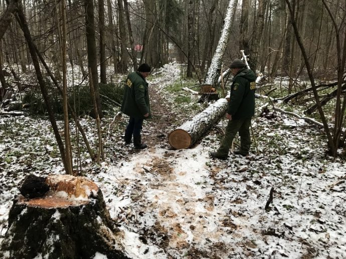 В Истринском лесничестве подвели итоги работы лесных инспекторов в 2022 году