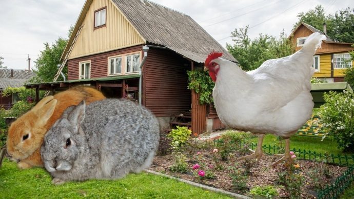 Закон, разрешающий разводить кур и кроликов на садовых и огородных участках.